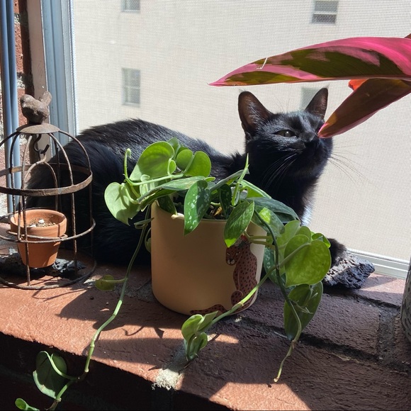 Meet your Posher ππ ππππ - Picture 4 of 4